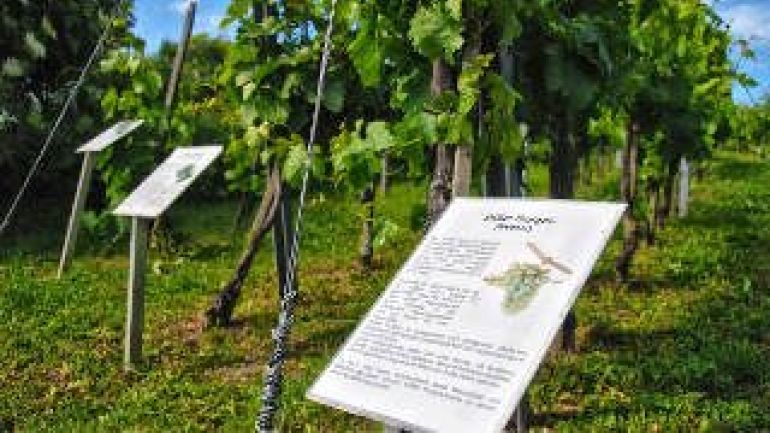 Rebstöcke mit Infoschildern