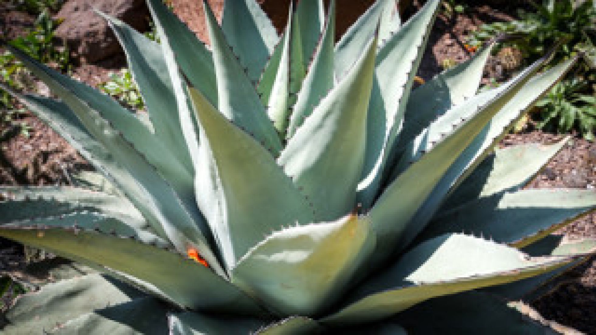 Agave