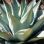 Agave