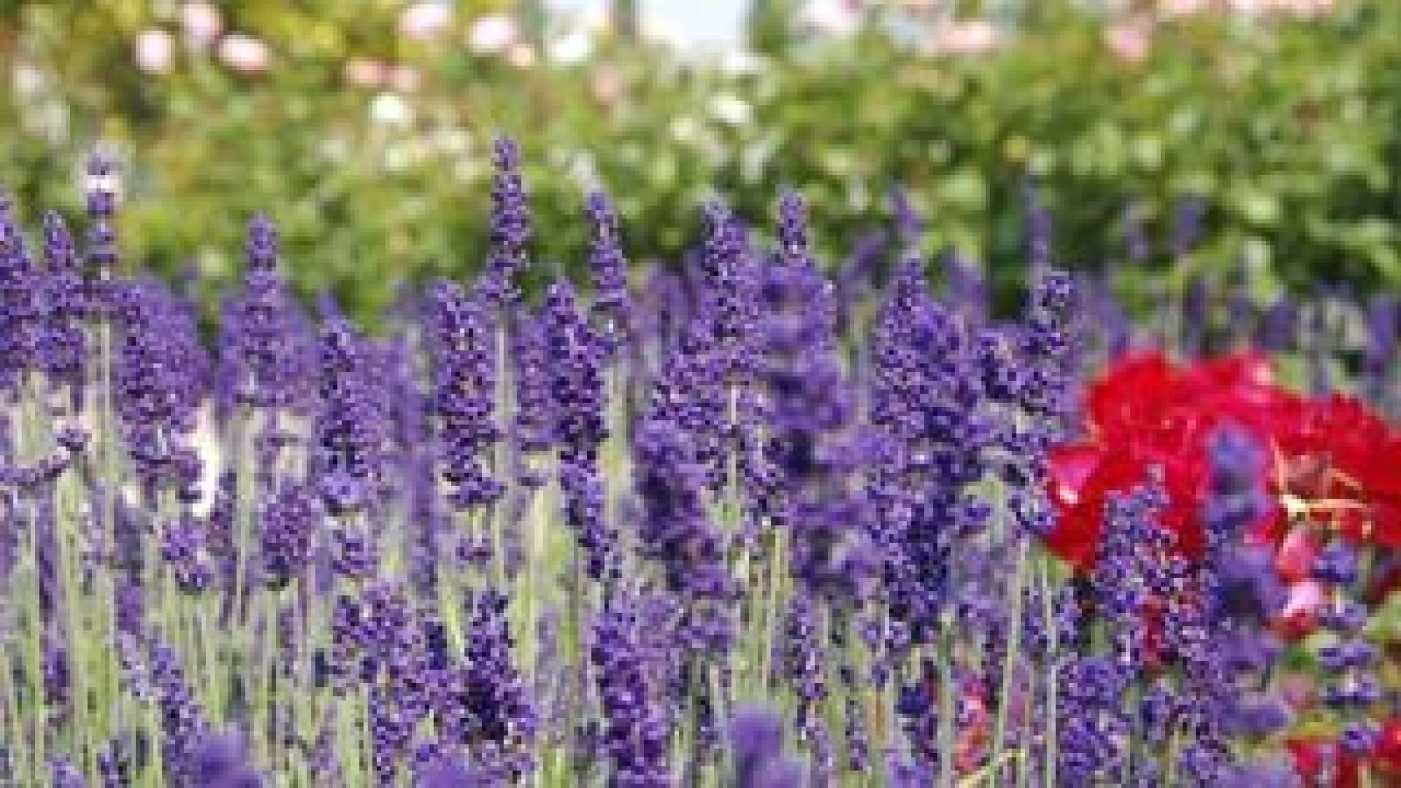Nahaufnahme von blühendem Lavendel