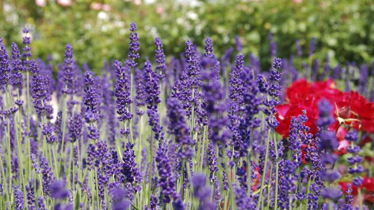 copyright: Copyright MA42 2013 Nahaufnahme von blühendem Lavendel