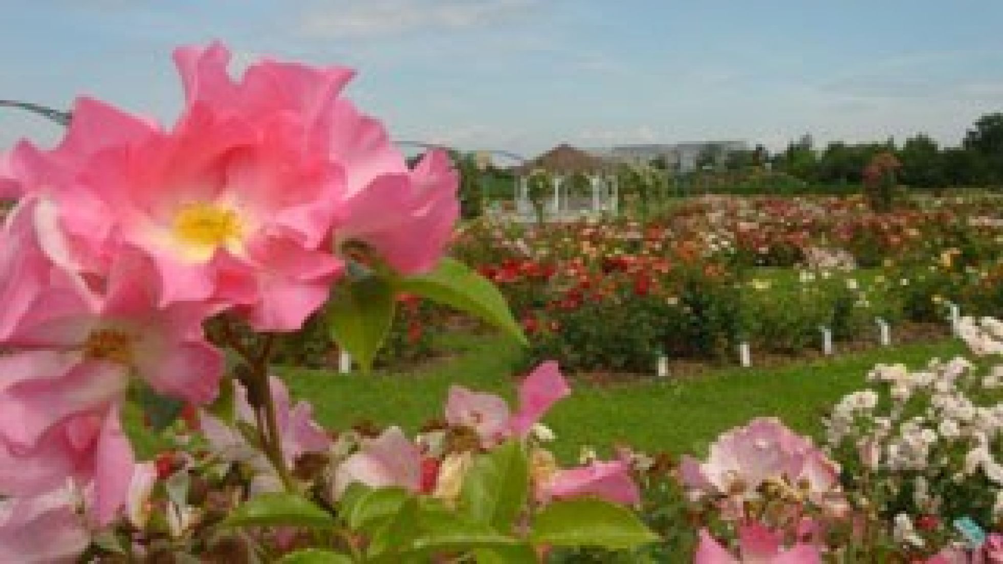 Nahaufnahme von rosafarbenen Rosen