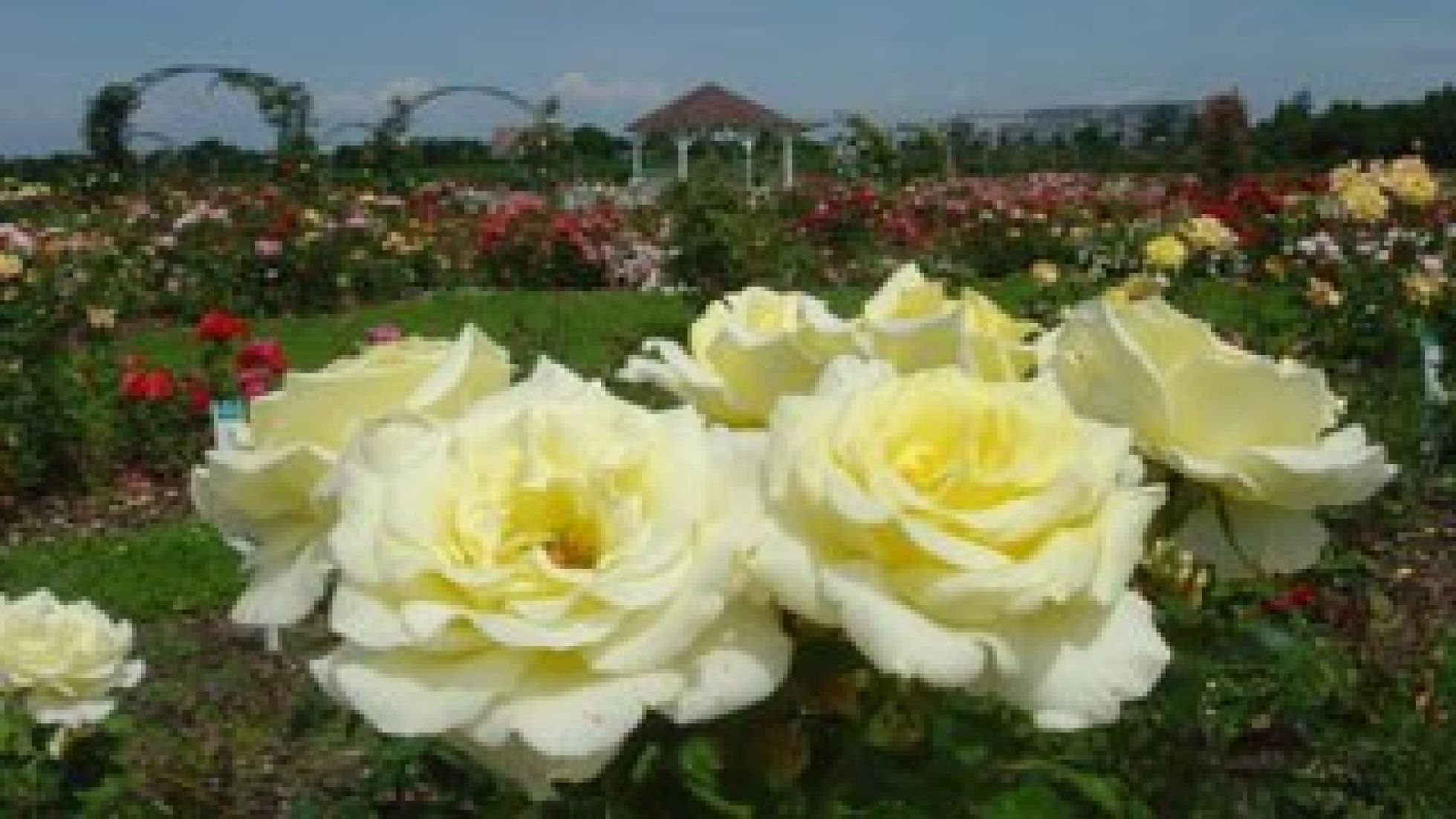 Nahaufnahme von gelben Rosen