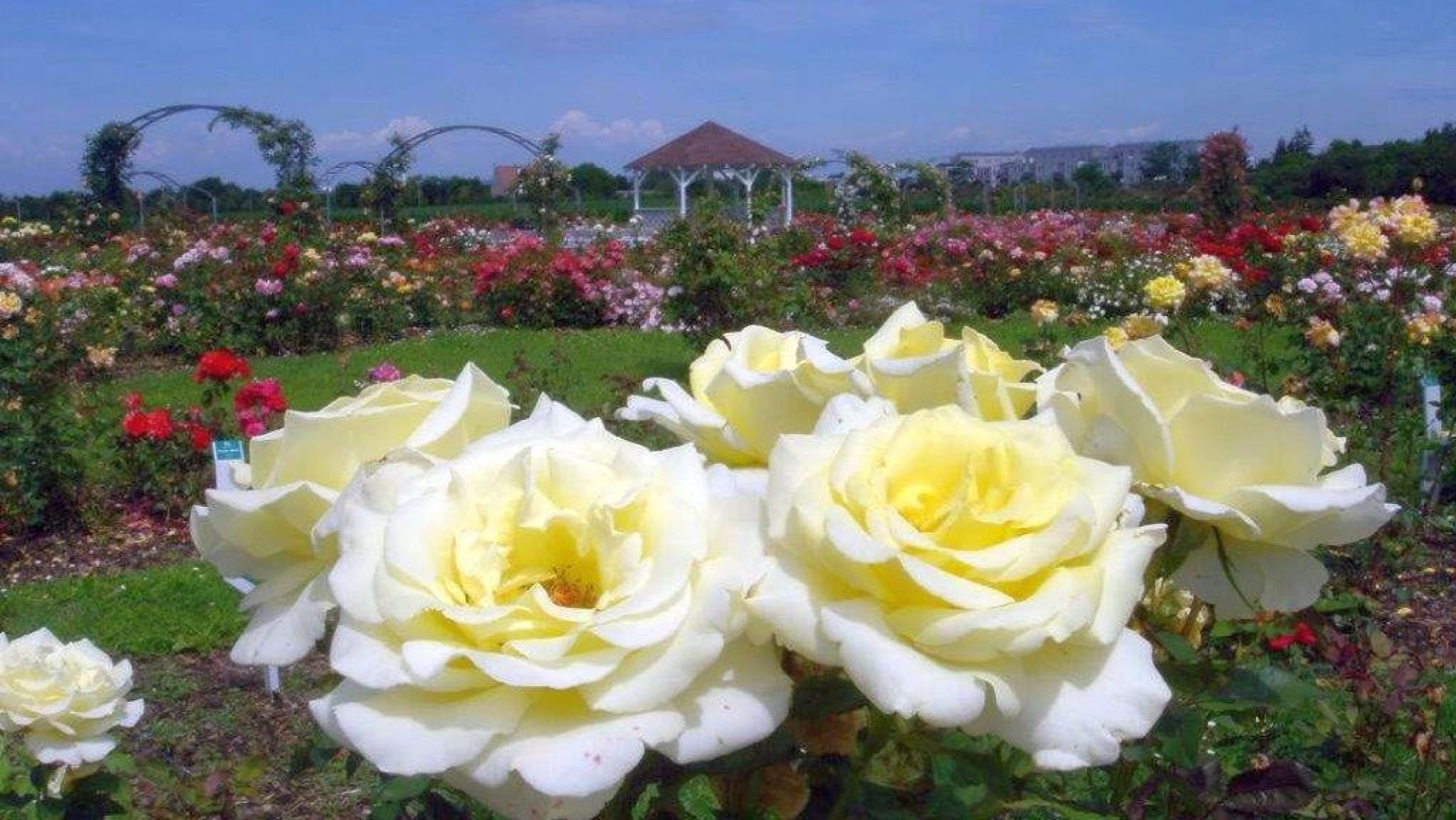 copyright: Wiener Stadtgärten Nahaufnahme von gelben Rosen