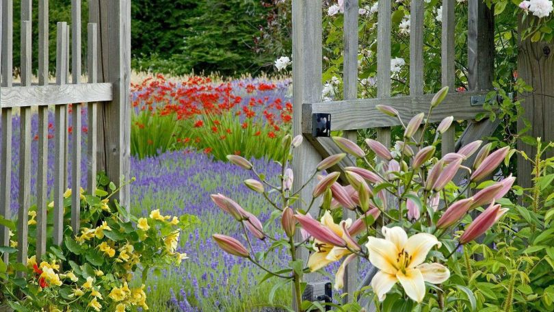 Blumen, im Hintergrund Holzzaun