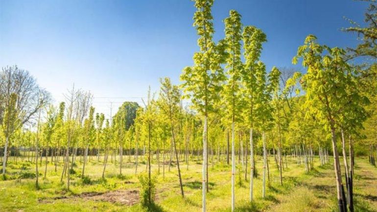 Junge Bäume in einer Baumschule