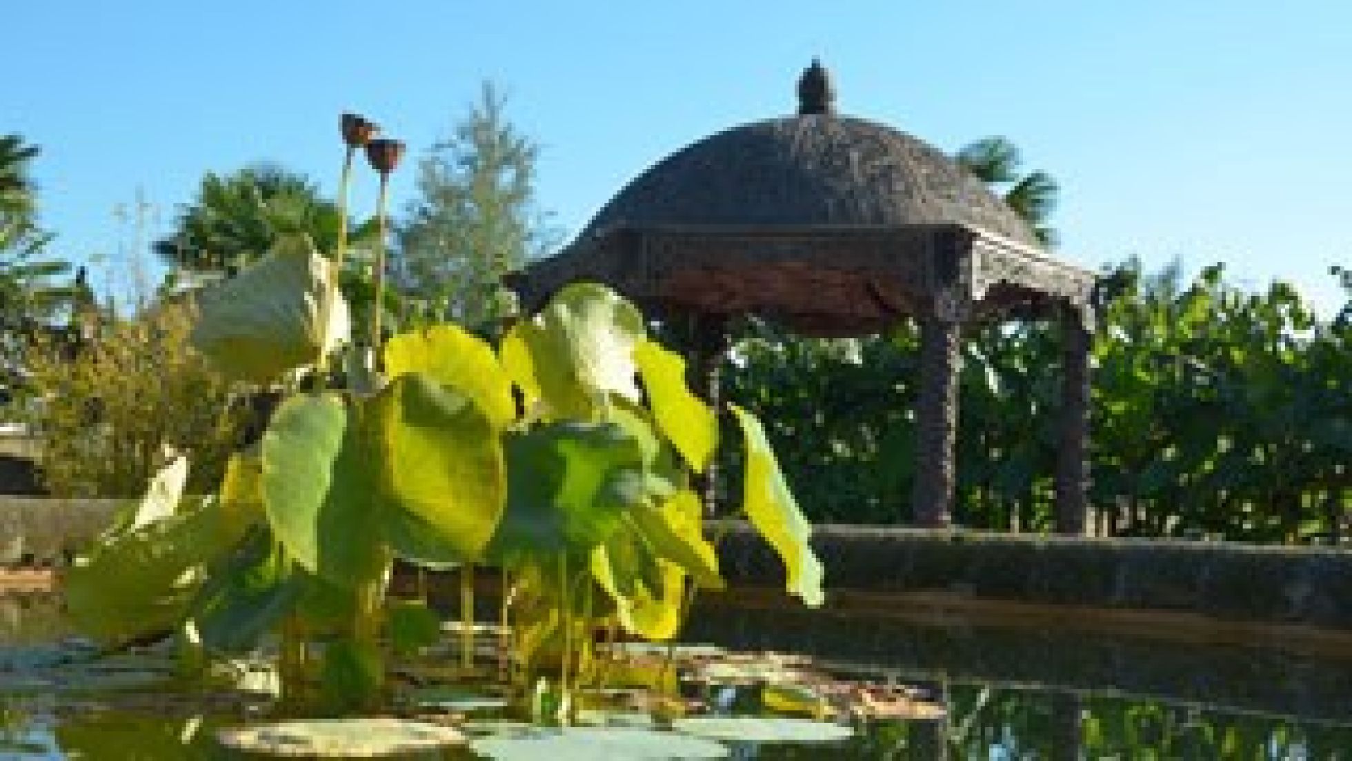 Wasserpflanze, dahinter ein Pavillon