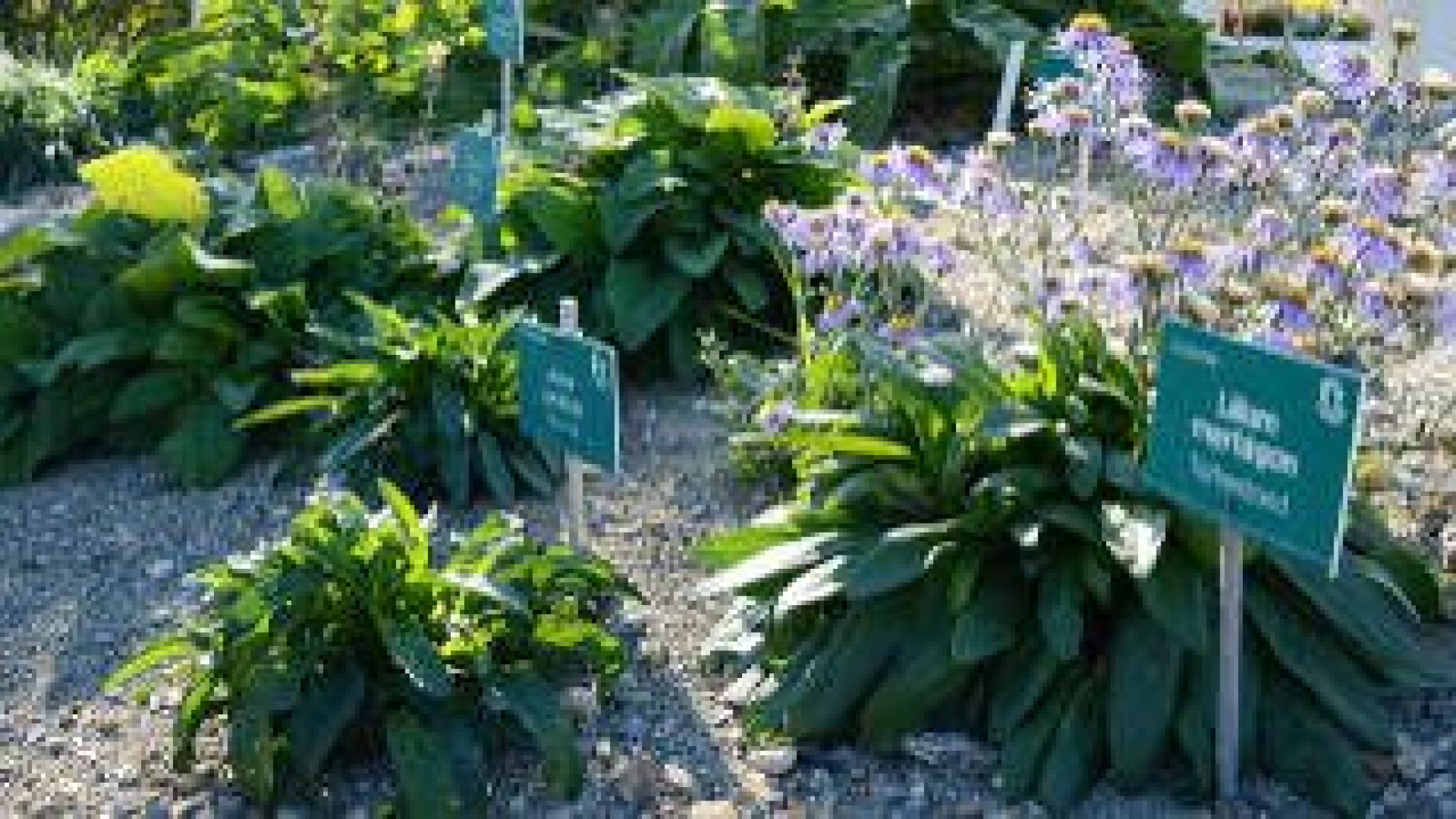Beet mit geschützten Pflanzen