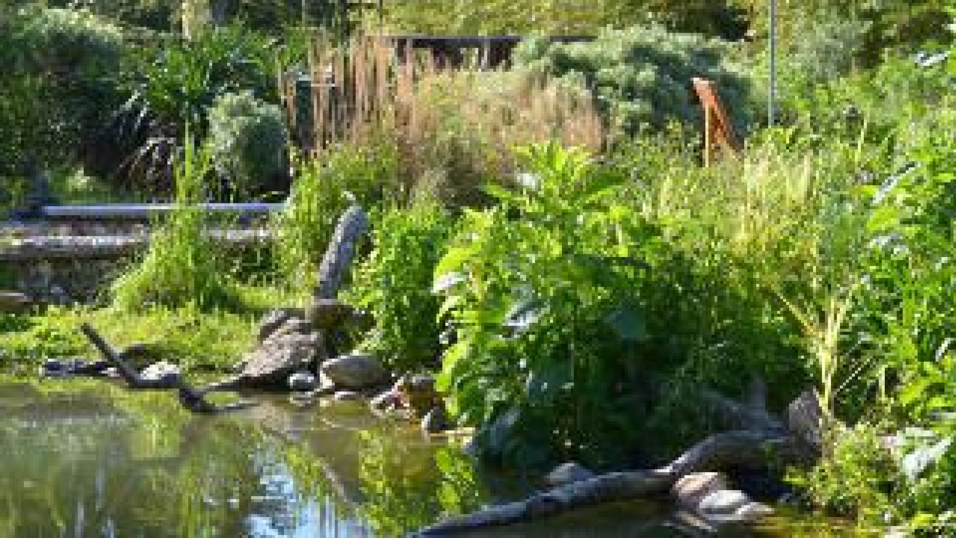 copyright: MA 42/Fürthner Schildkröten im Teich