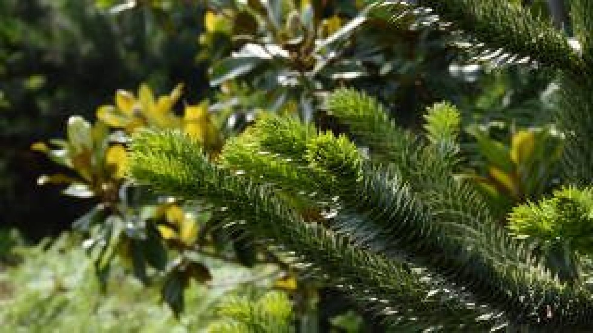 Urzeitliche Vegetation