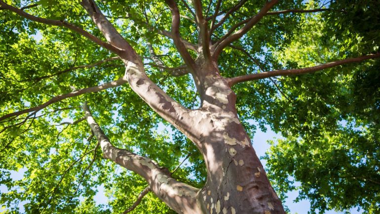 copyright: Stadt Wien / David Bohmann Blick von unten in die Baumkrone eines Laubbaums mit vielen Blättern