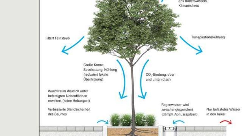 copyright: 3:0 Landschaftsarchitektur Visualisierung des Wurzel-Raums bei einem Baum der "Schwammstadt"