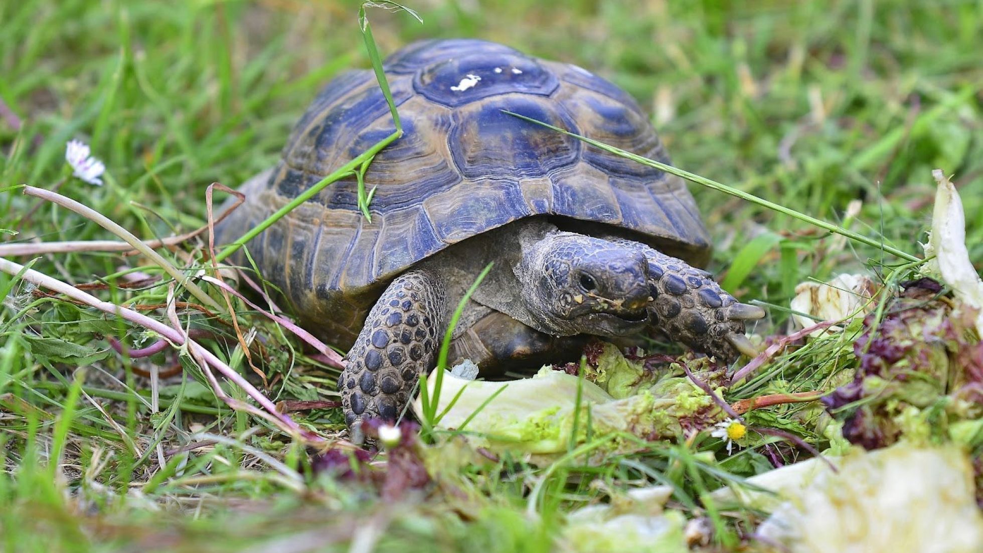 Landschildkröte in einer Wiese frisst Salat.