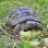 Landschildkröte in einer Wiese frisst Salat.