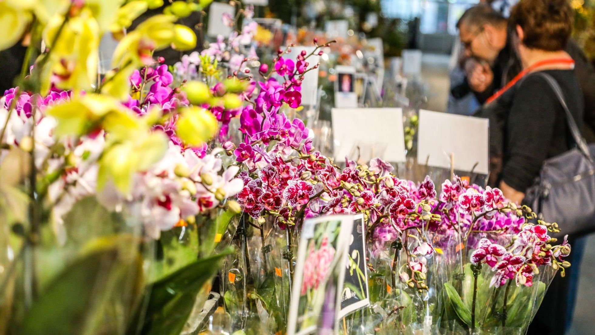 copyright: MA42/Christian Fürthner Verschiedenfarbige Orchideen aufgereiht bei der Orchideenschau, im Hintergrund Besucherinnen und Besucher.