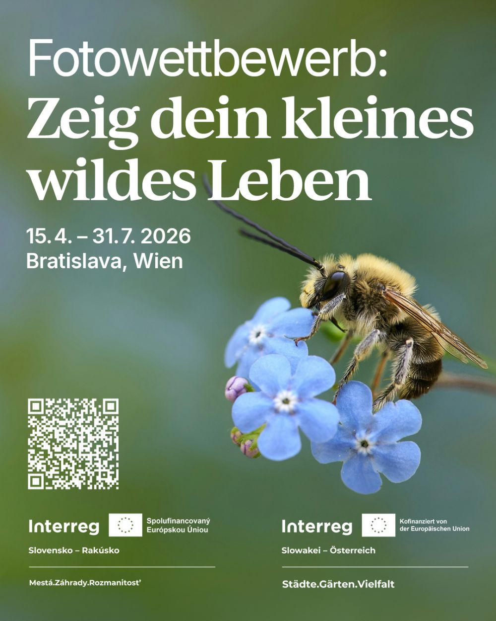 Sujet des Fotowettbewerbs mit einer Biene auf blauen Blüte.