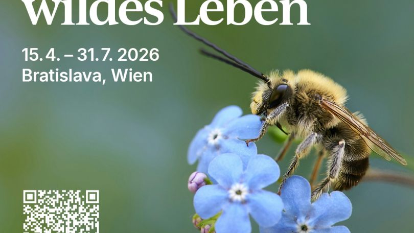 copyright: Interreg-Projekt Städte.Gärten.Vielfalt Sujet des Fotowettbewerbs mit einer Biene auf blauen Blüte.