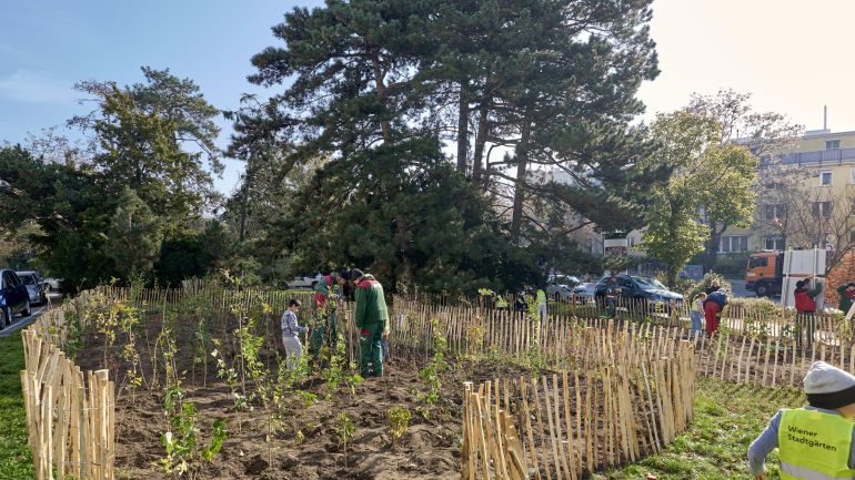 copyright: Stadt Wien/Markus Wache Abgegrenztes Beet mit jungen Bäumen, dahinter hohe Bäume
