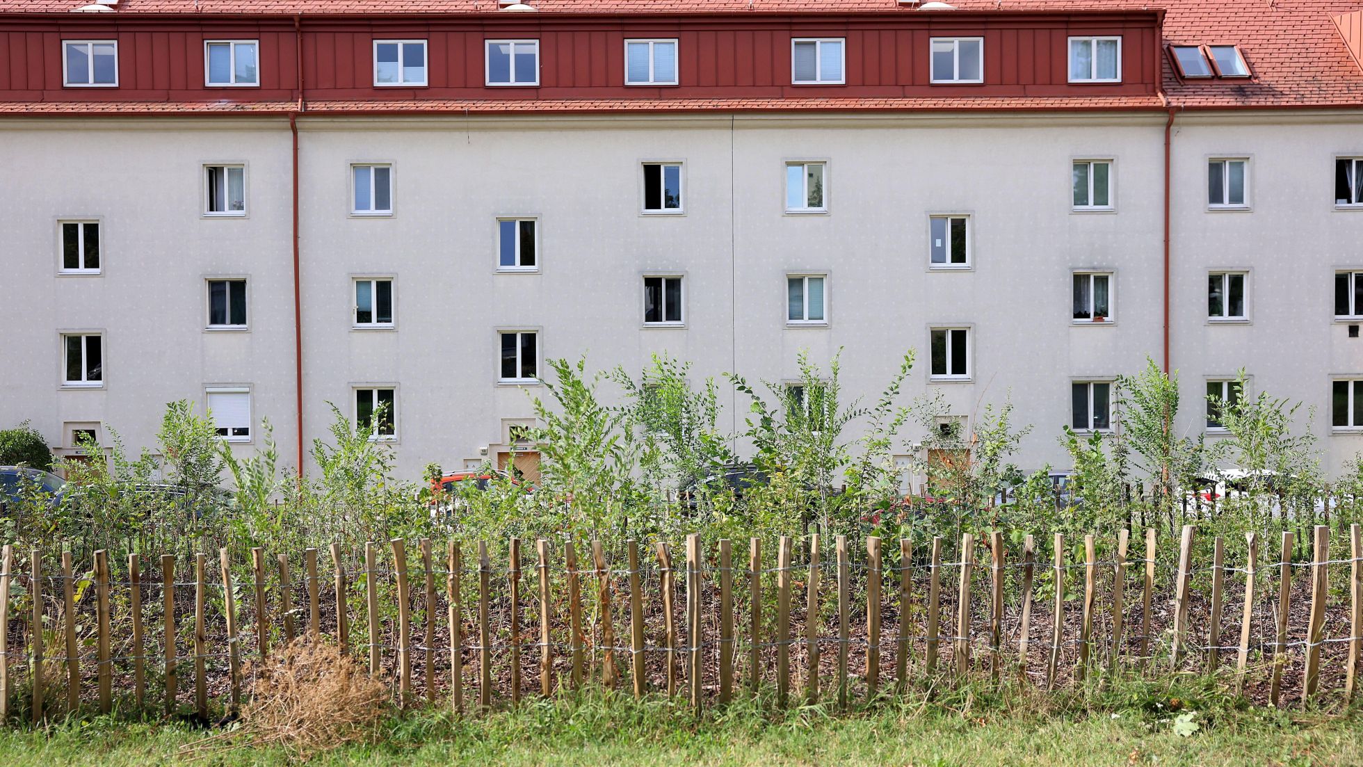 copyright: Stadt Wien/Martin Votava Durch Holzzaun abgegrenzter Bereich mit jungen Bäumen, dahinter ein Wohngebäude.