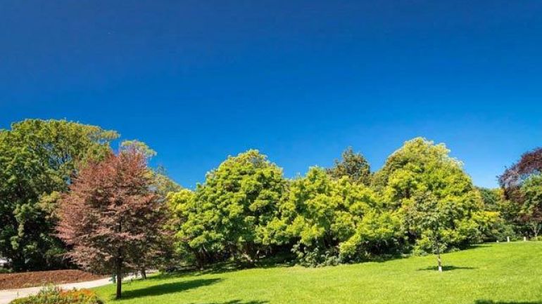 copyright: Wiener Stadtgärten/Houdek Bäume und Wiese in einem Park