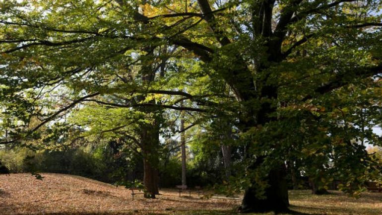 Bäume in einem Park, darunter Sitzbänke