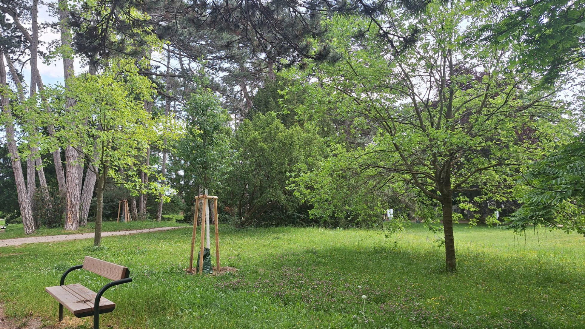 copyright: Wiener Stadtgärten Bäume in einem Park mit Sitzbank