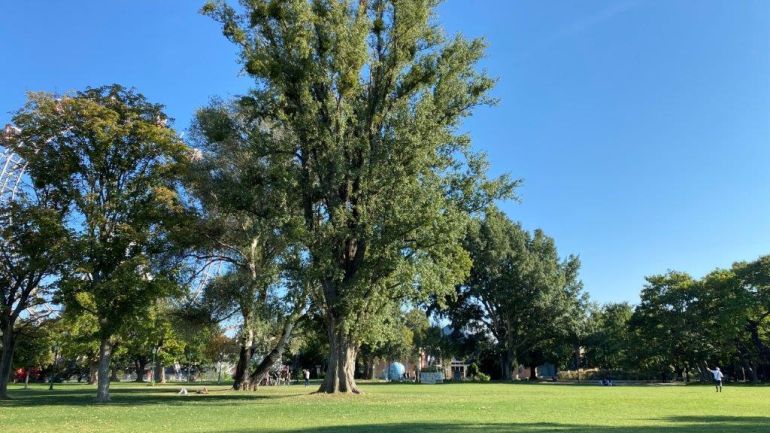 Wiese mit einem hohen Baum
