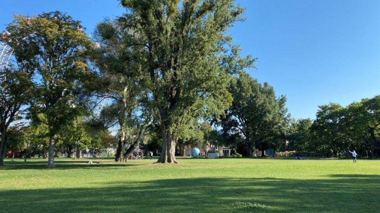 Wiese mit einem hohen Baum