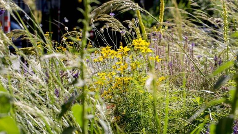 copyright: Wiener Stadtgärten/Wieser Nahaufnahme von gelben Blüten