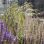 copyright: Wiener Stadtgärten/Wieser Nahaufnahme von violetten und gelben Blüten