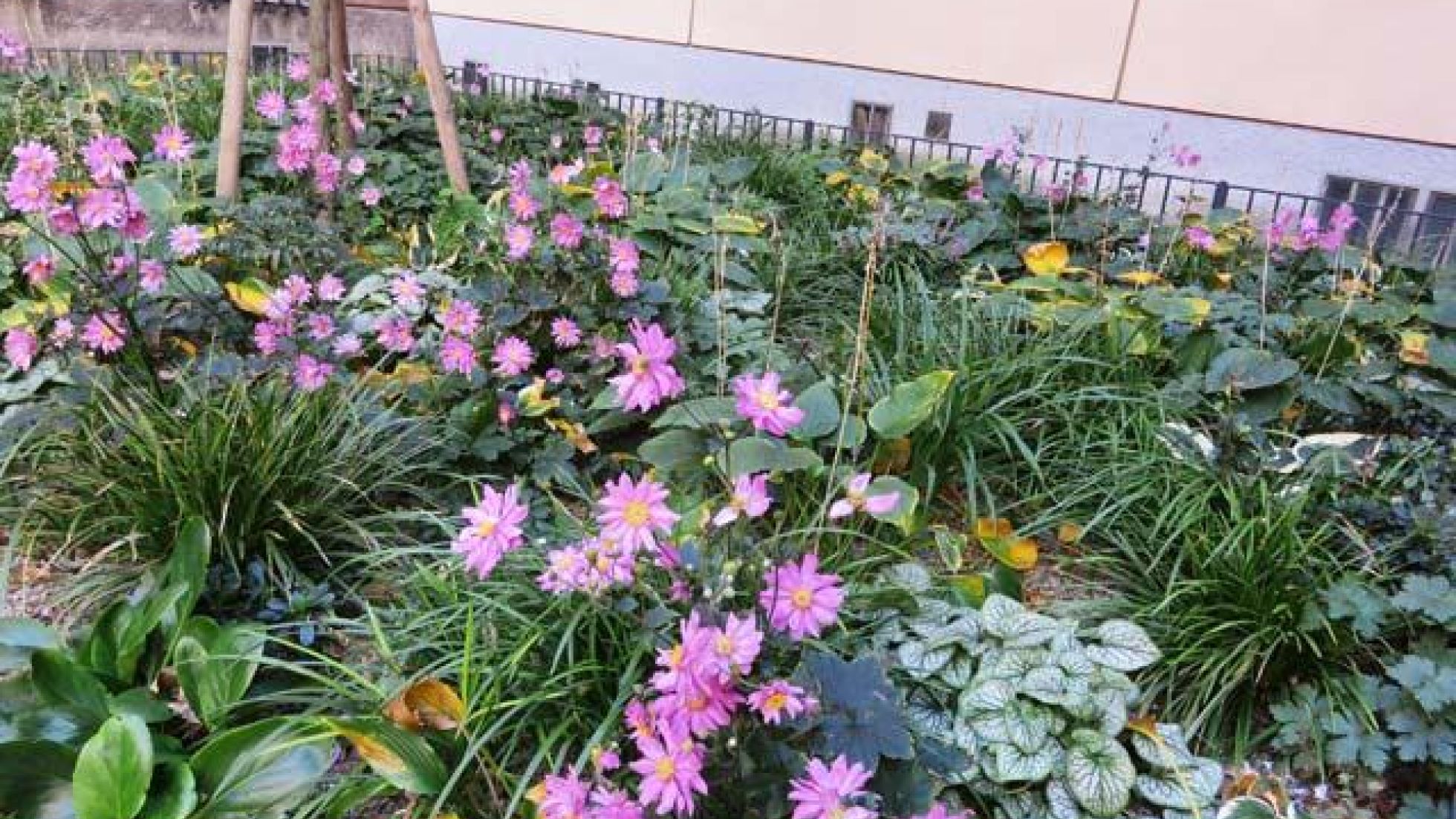 Hellviolette Blumen in einem Beet