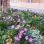 copyright: Wiener Stadtgärten Hellviolette Blumen in einem Beet