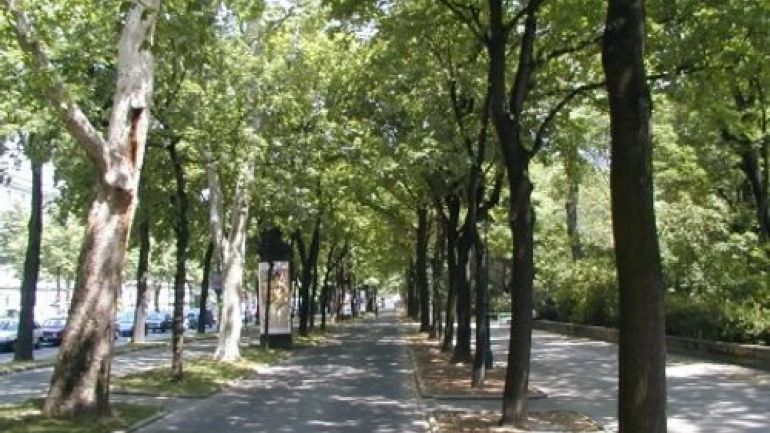 Dreireihige Allee mit Rad- und Fußgängerweg