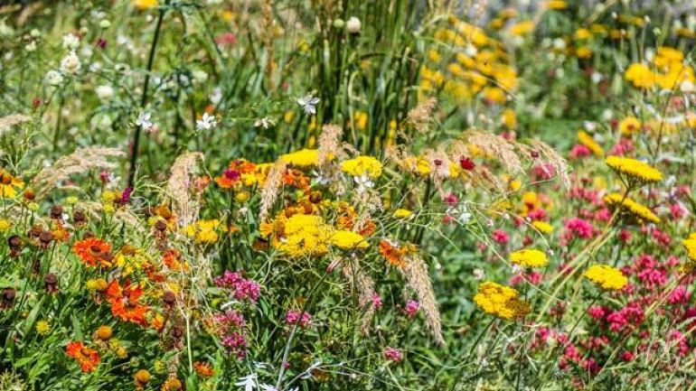copyright: Wiener Stadtgärten/Fürthner Bunte Sommerblumen