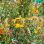 copyright: Wiener Stadtgärten/Fürthner Bunte Sommerblumen