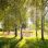 copyright: Wiener Stadtgärten/Houdek Wiese in einem Park mit Bäumen