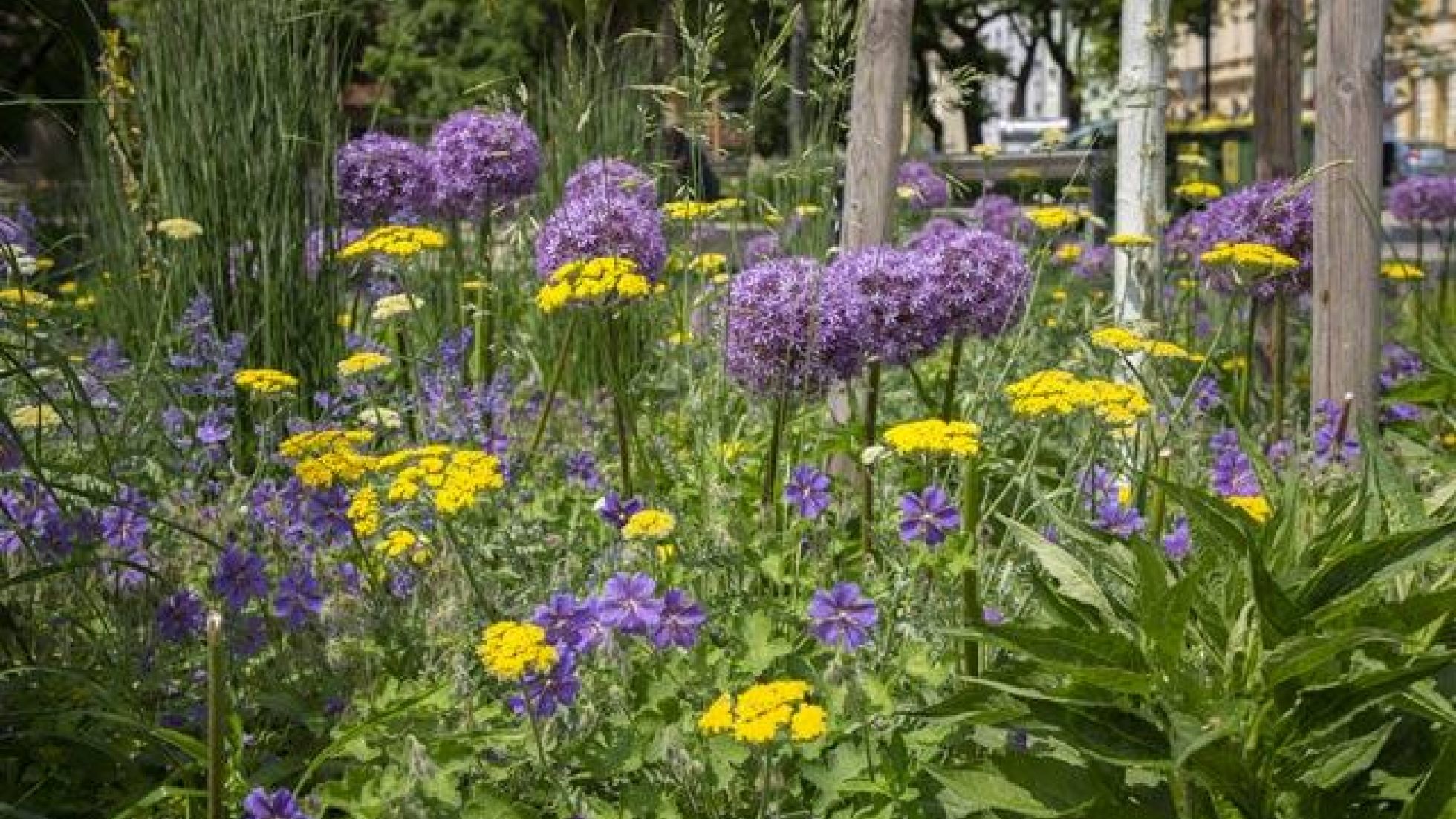 Blumenbeet mit gelben und violetten Blumen