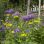 copyright: Wiener Stadtgärten/Wieser Blumenbeet mit gelben und violetten Blumen