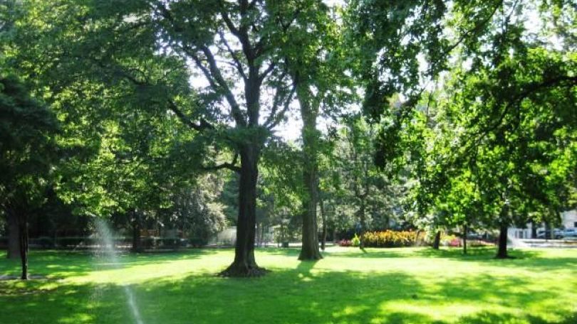 Eine Sitzbank unter Bäumen