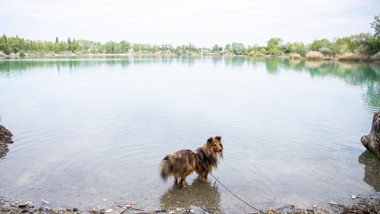 Hund im Wasser