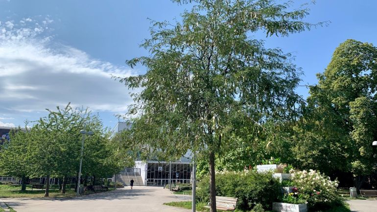 copyright: Wiener Stadtgärten Platz mit Bäumen, im Hintergrund ein Gebäude