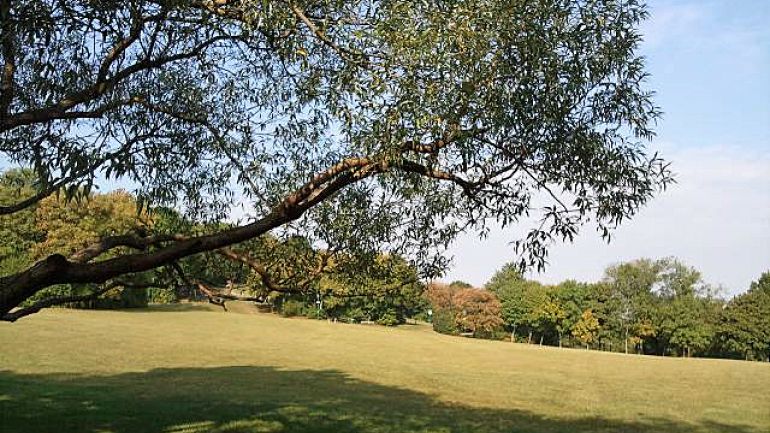 Aussicht auf eine Wiese, Baum im Vordergrund