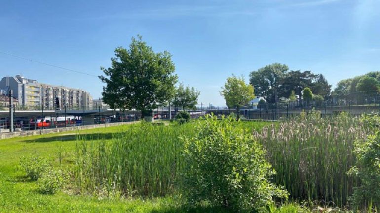 Blühende Stauden und Baum in einem Park