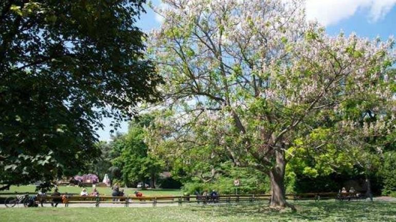 copyright: Wiener Stadtgärten Flowering tree in a park