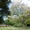 copyright: Wiener Stadtgärten Blühender Baum in einem Park