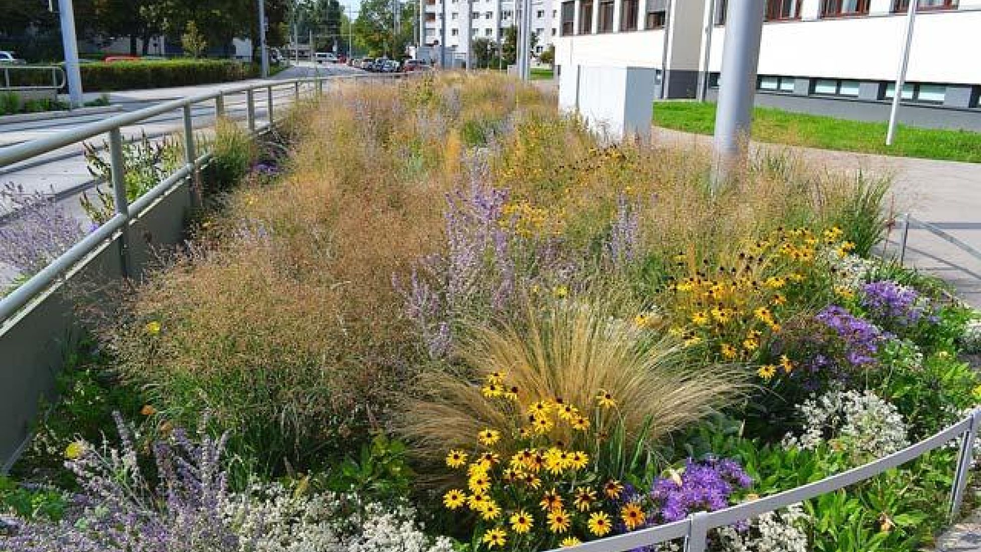 Beet mit gelben, weißen und violetten Blumen