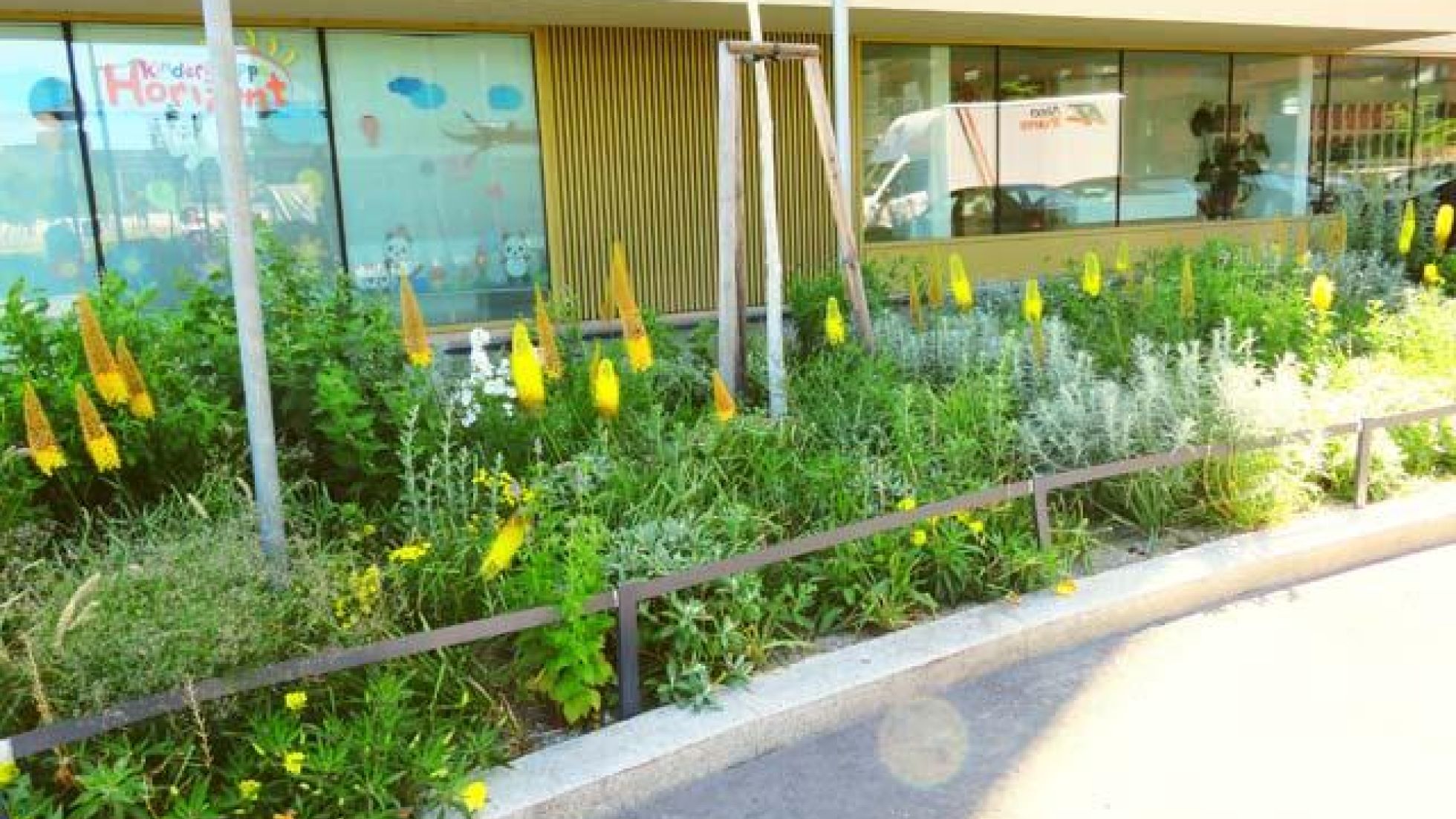 Gelbe und weiße Blumen in einem Beet