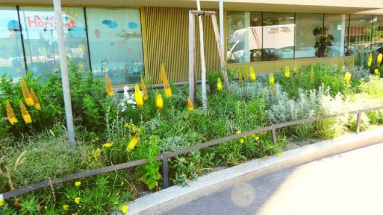 Gelbe und weiße Blumen in einem Beet