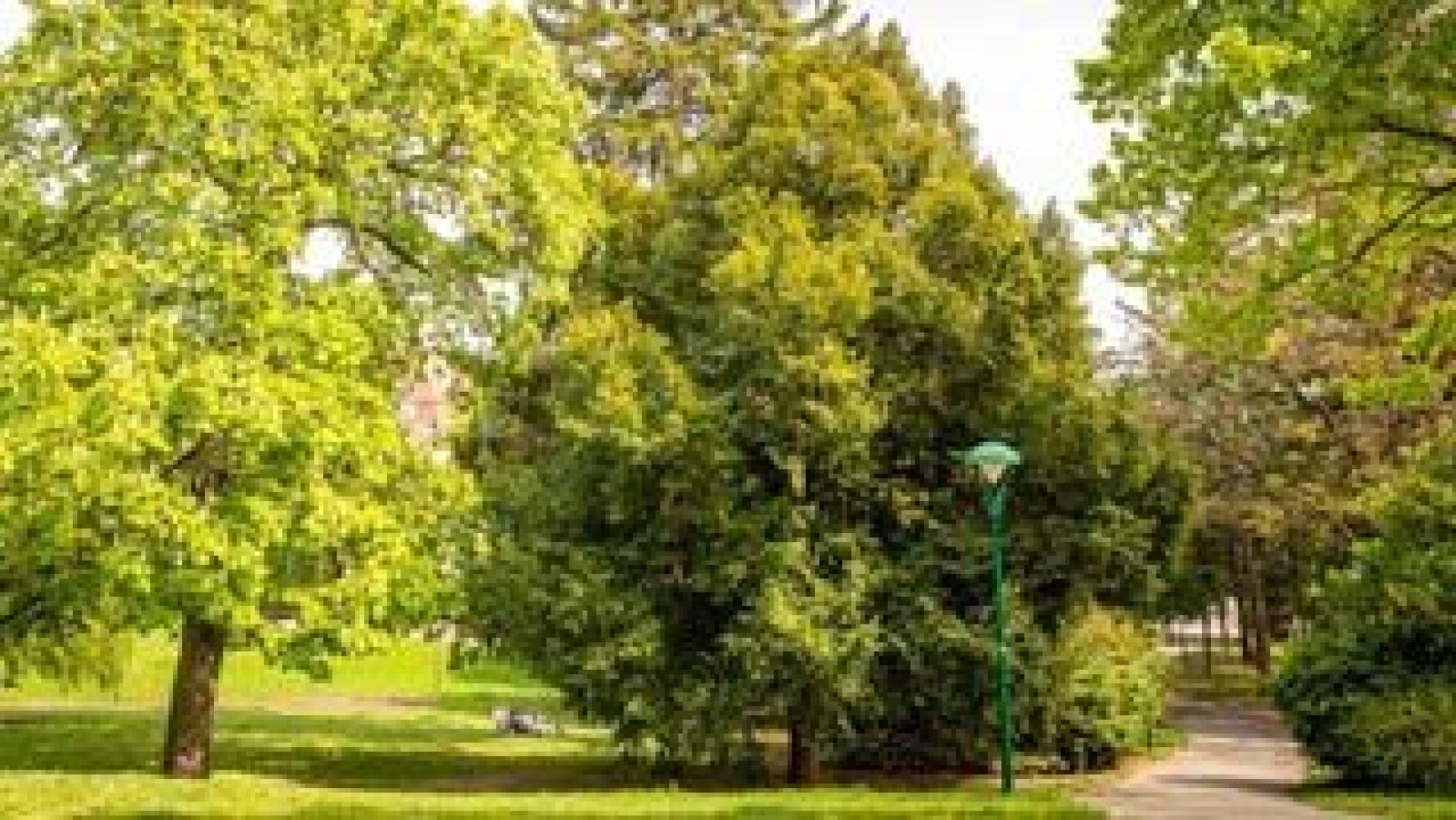 Wiese und Bäume in einem Park