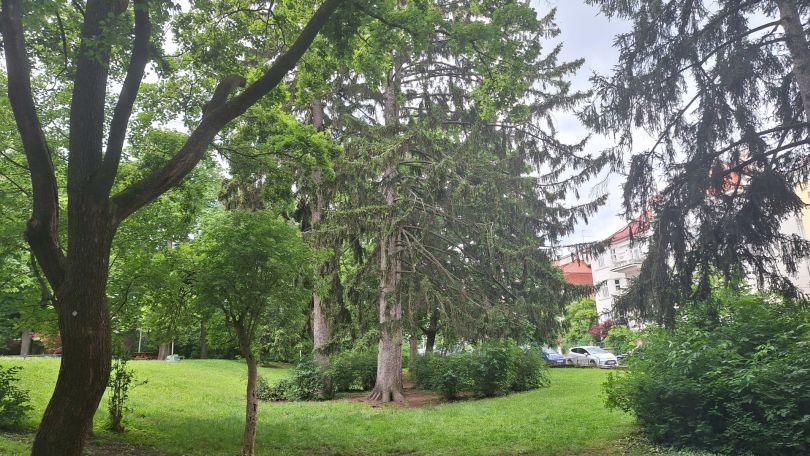 Park mit Wiese und Bäumen